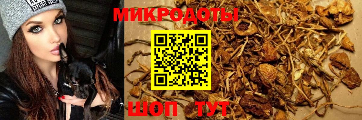 Псилоцибиновые грибы Cubensis Новоалександровск